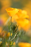 Plants and Flowers