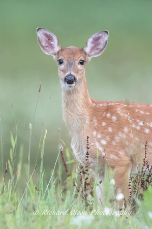 August Fawn