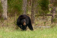 Black Bear Smoky Mountains in April