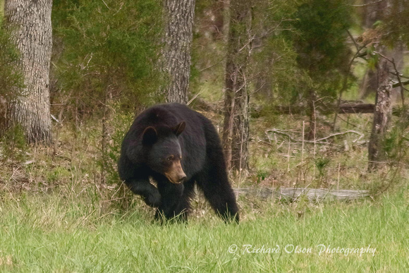 Black Bear Smoky Mountains in April