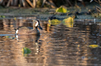 Blue-winged Teal