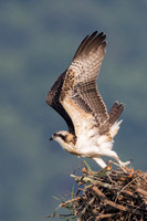 Juvenile Osprey Fledging