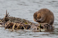 Muskrat