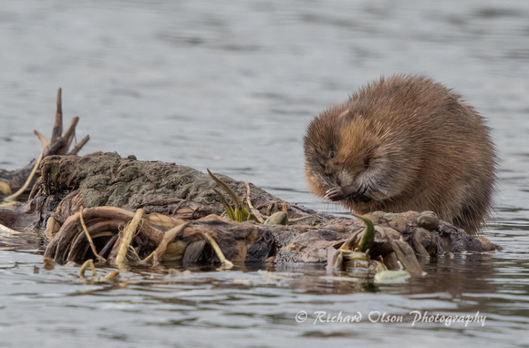 Muskrat