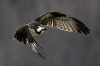 Osprey -Quaker Lake