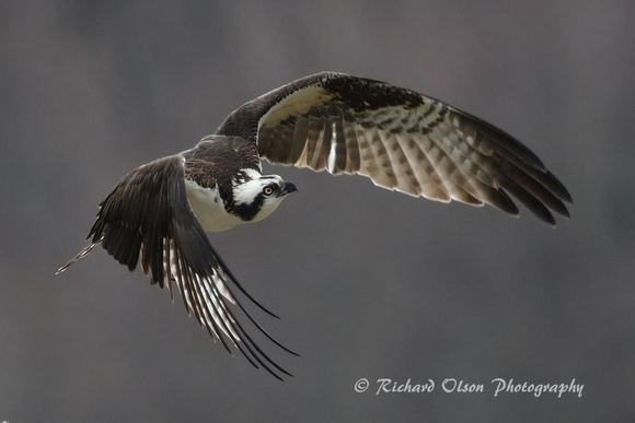 Osprey -Quaker Lake