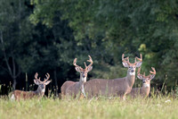 Bachelor Group of Mature Whitetail Bucks