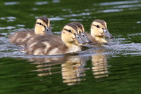 Mallard Ducklings