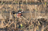 March Wood Duck