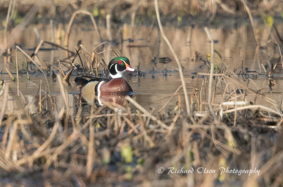 March Wood Duck