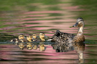 Female Mallard with Ducklings